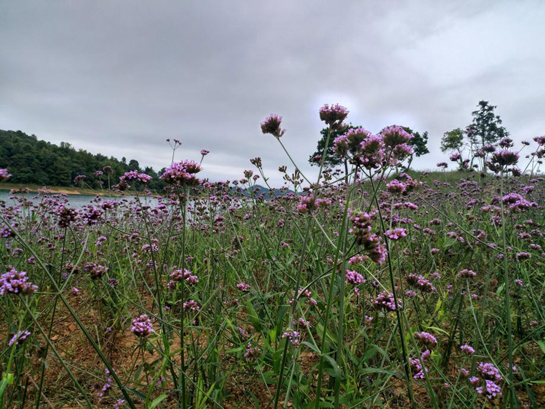 5d1f03394ea82.jpg 6.jpg